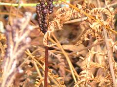 (Sensitive Fern) sori (Sensitive Fern) sori