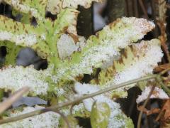 (Cinnamon Fern) frond (Cinnamon Fern) frond