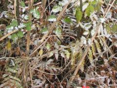 (Cinnamon Fern) plant (Cinnamon Fern) plant