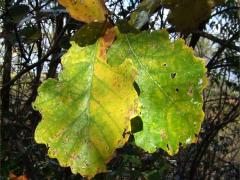 (Swamp White Oak) (Swamp White Oak)