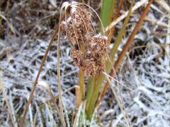(Wool Grass) (Wool Grass)