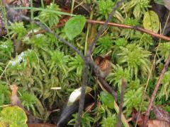 (Sphagnum Moss) (Sphagnum Moss)