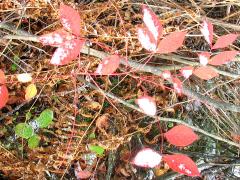 (Poison Sumac) (Poison Sumac)