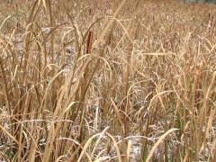 (Common Cattail) (Common Cattail)