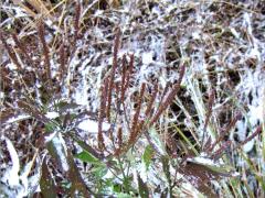 (Blue Vervain) (Blue Vervain)