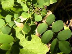 (Black Locust)