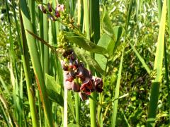 (Groundnut) flowers (Groundnut) flowers