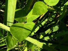 (Groundnut) leaves (Groundnut) leaves