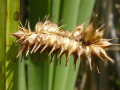 (Cyperus Sedge) (Cyperus Sedge)