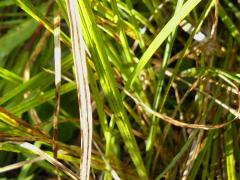 (Common Tussock Sedge) (Common Tussock Sedge)