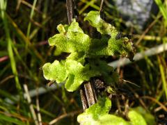 (Conocephalum Snakewort) leaves (Conocephalum Snakewort) leaves