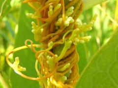 (Common Dodder) flowers (Common Dodder) flowers