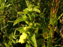(Mullein Foxglove) (Mullein Foxglove)