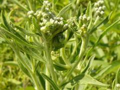 (Tall Boneset) (Tall Boneset)