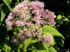 (Spotted Joe Pye Weed) inflorescence (Spotted Joe Pye Weed) inflorescence