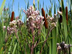 (Spotted Joe Pye Weed) (Spotted Joe Pye Weed)
