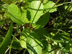 (Glossy Buckthorn) (Glossy Buckthorn)