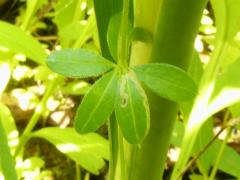 (Rough Bedstraw) (Rough Bedstraw)
