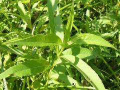 (Sawtooth Sunflower) (Sawtooth Sunflower)