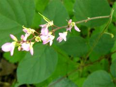 (Pointed-leaved Tick-trefoil) flowers (Pointed-leaved Tick-trefoil) flowers