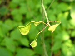 (Pointed-leaved Tick-trefoil) fruit (Pointed-leaved Tick-trefoil) fruit