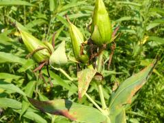 (Great St. John's Wort) fruit (Great St. John's Wort) fruit