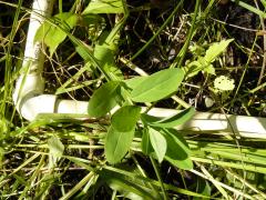 (St. John's Wort) (St. John's Wort)