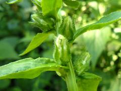(Great Blue Lobelia) (Great Blue Lobelia)
