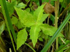 (Common Water Horehound) (Common Water Horehound)