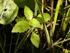 (Virginia Water Horehound) (Virginia Water Horehound)
