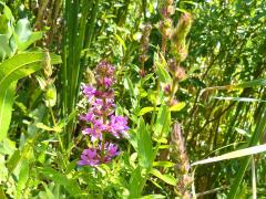 (Purple Loosestrife) (Purple Loosestrife)