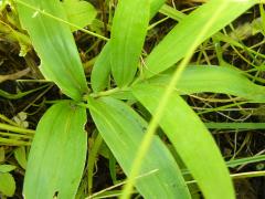 (Starry Solomon's Seal) (Starry Solomon's Seal)