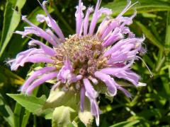 (Wild Bergamot) (Wild Bergamot)