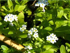 (True Forget-me-not) (True Forget-me-not)