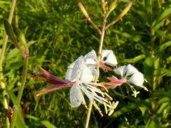 (Biennial Gaura) (Biennial Gaura)