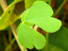 (Tall Wood Sorrel) (Tall Wood Sorrel)