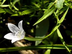 (Marsh Bellflower) flower (Marsh Bellflower) flower