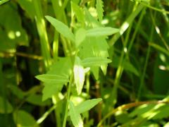 (Marsh Bellflower) leaves (Marsh Bellflower) leaves