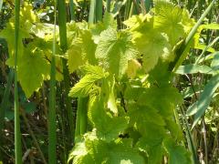 (Wild Gooseberry) (Wild Gooseberry)