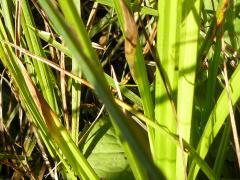 (Dark Green Rush) (Dark Green Rush)