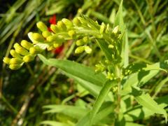 (Early Goldenrod) (Early Goldenrod)
