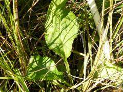 (Swamp Goldenrod) (Swamp Goldenrod)