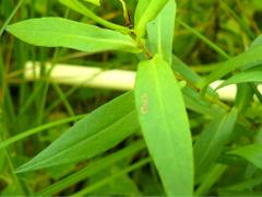 (Swamp Aster) (Swamp Aster)