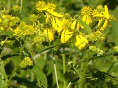 (Wingstem) (Wingstem)