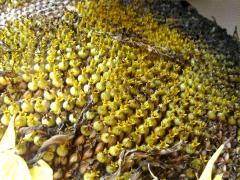(Garden Sunflower) (Garden Sunflower)