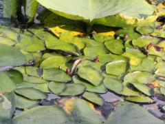 (American White Waterlily) on Water Shield (American White Waterlily) on Water Shield
