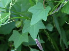 (Wild Cucumber) (Wild Cucumber)