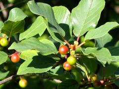 (Glossy Buckthorn) fruit (Glossy Buckthorn) fruit