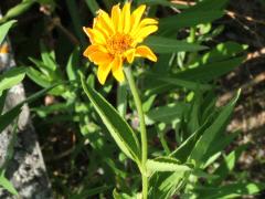(False Sunflower) (False Sunflower)