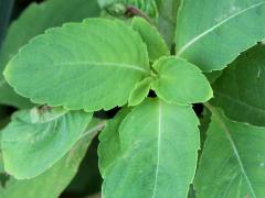 (Orange Jewelweed) (Orange Jewelweed)